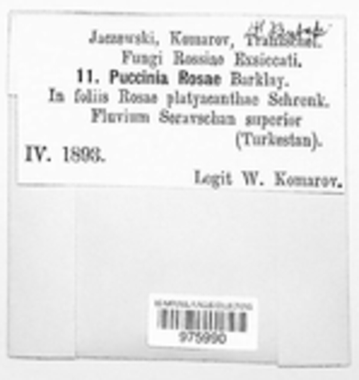 Phragmidium kamtschatkae image